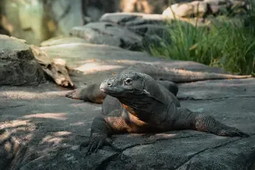 galeri komodo 3